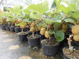 雷恩绝杀深夜惊艳，让球迷狂喜不已(英超球星卷入模特群殴女星上身几乎被剥光)